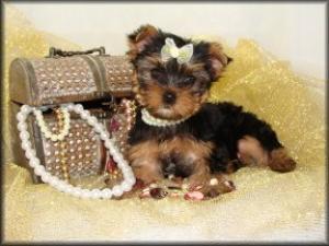 whatalovelyfemaleyorkiepuppy